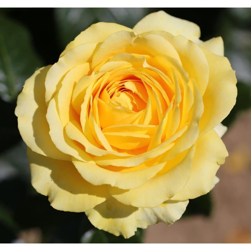 Summer Gold  3L