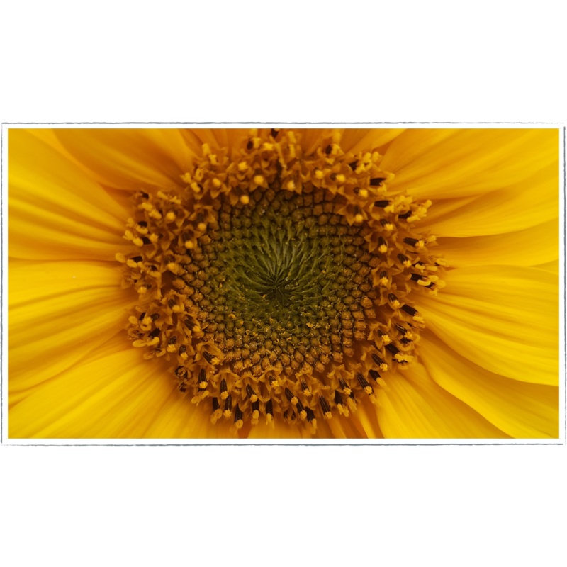 SunFlower|Helianthus annus