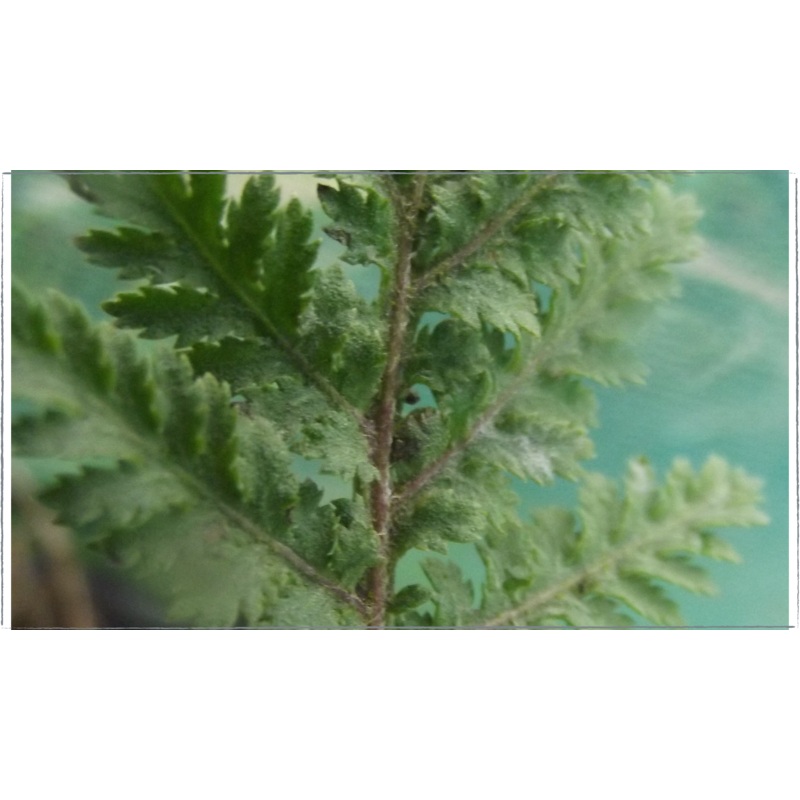 Tansy|Tanacetum vulgare