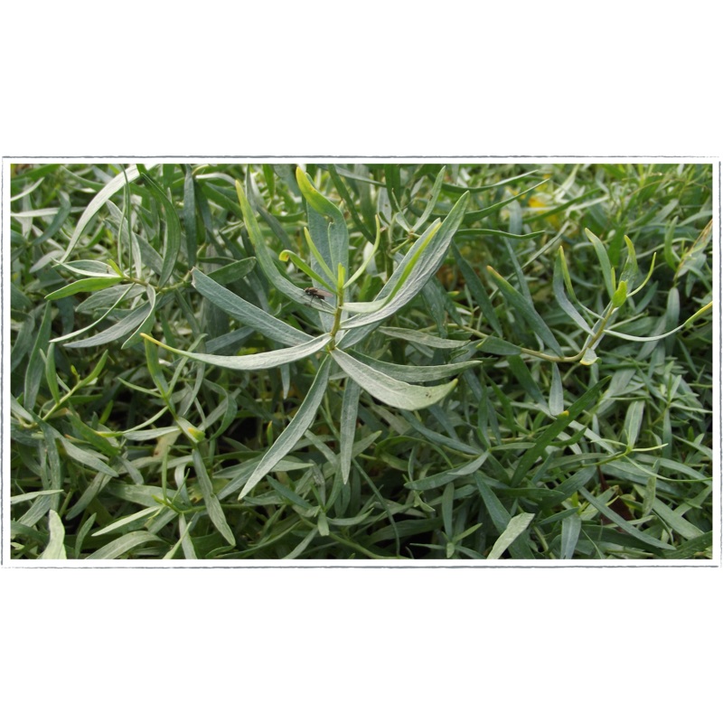 Tarragon – French|Artemisia dracunculus