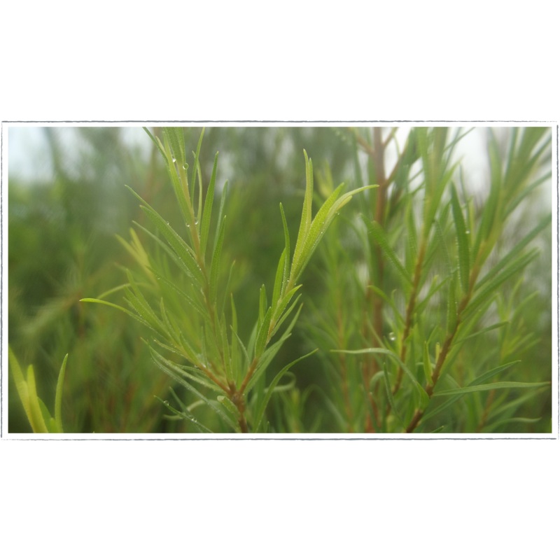 Tea tree|Melaleuca alternifolia