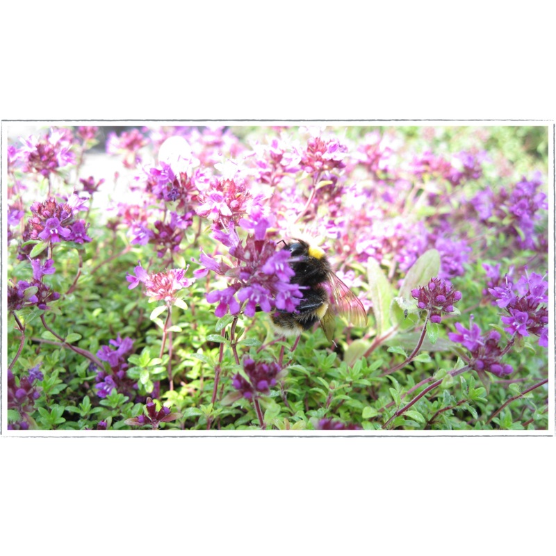 Thyme – bressingham pink|Thymus doerfleri