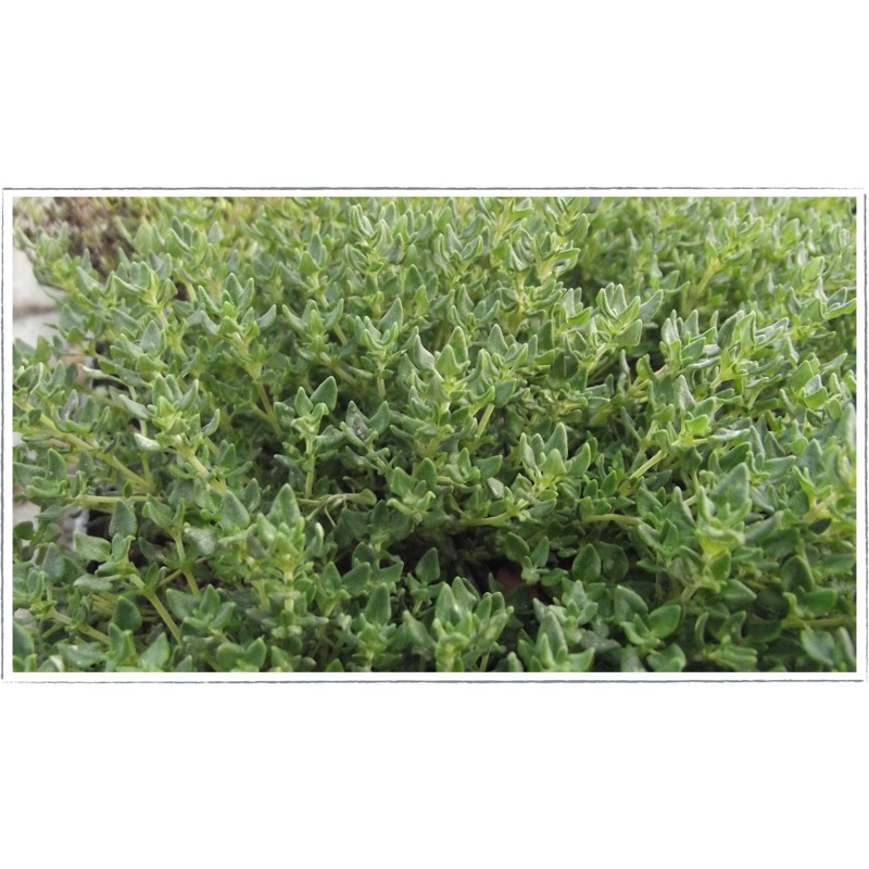 Thyme – camphor|Thymus camphoratus