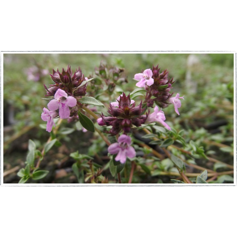 Thyme – caraway|Thymus herba barona