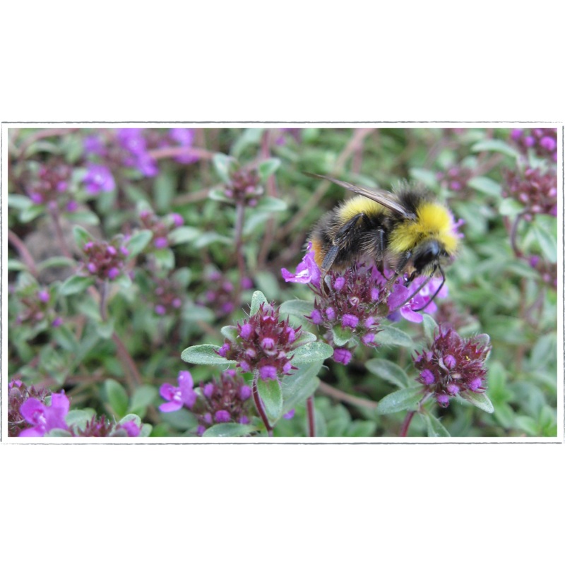 Thyme – common|Thymus vulgaris