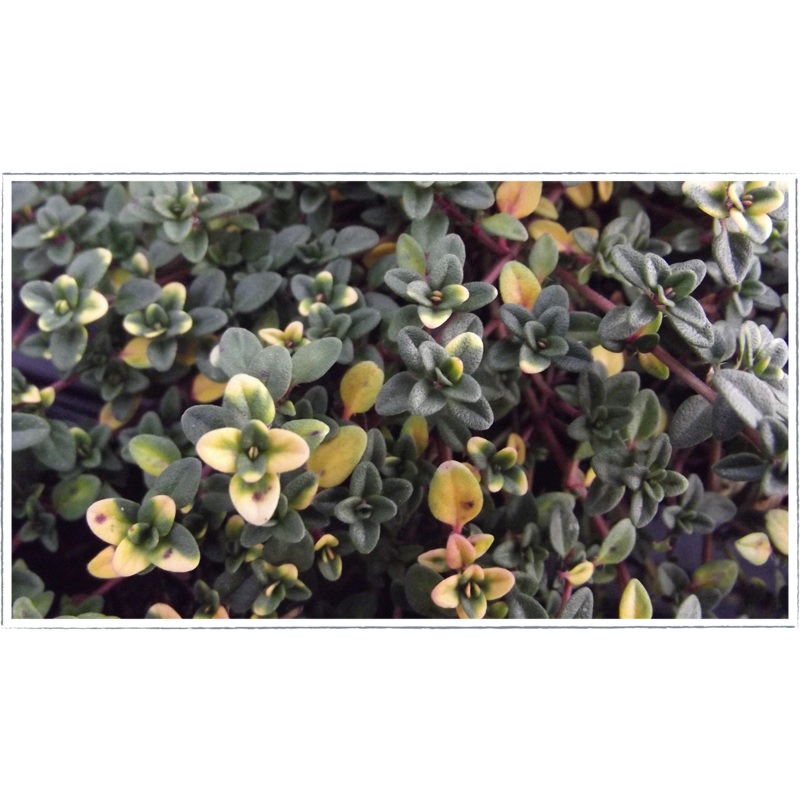 Thyme – doone valley|Thymus doone valley