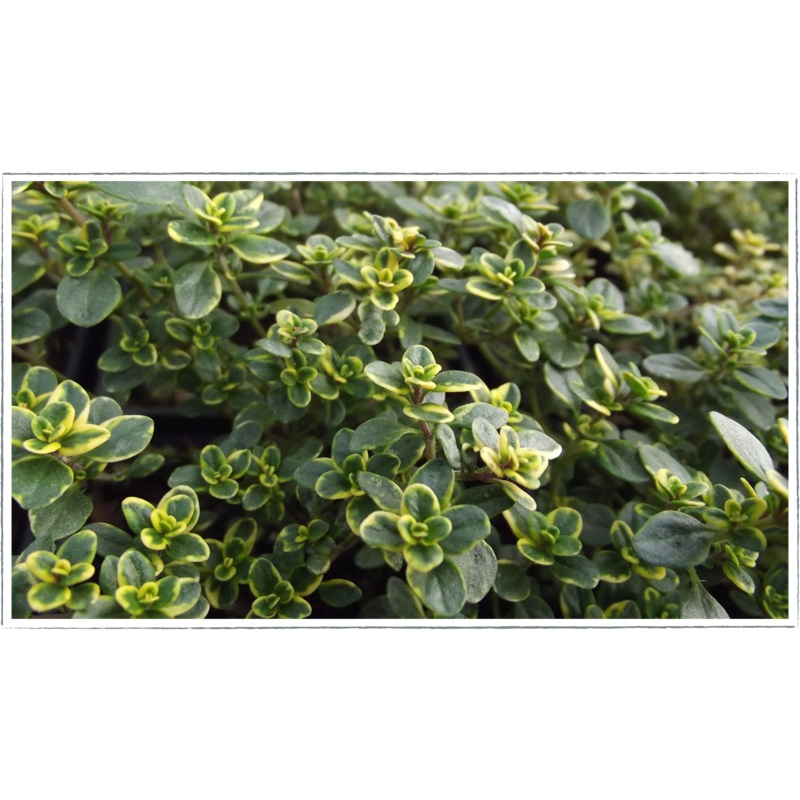 Thyme – golden lemon|Thymus citriodorus aureus