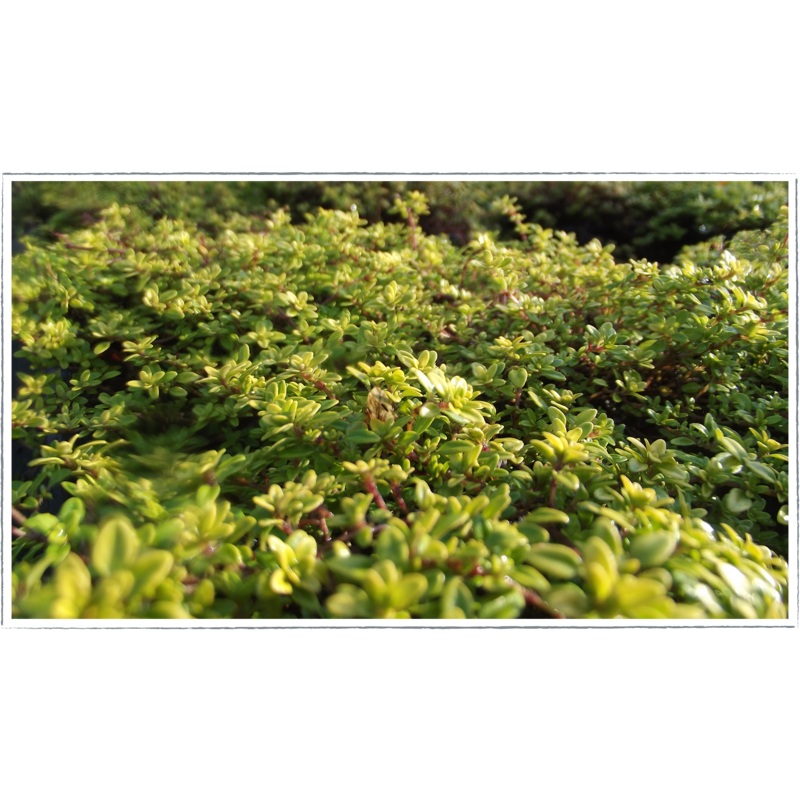 Thyme – golden|Thymus vulgaris aureus
