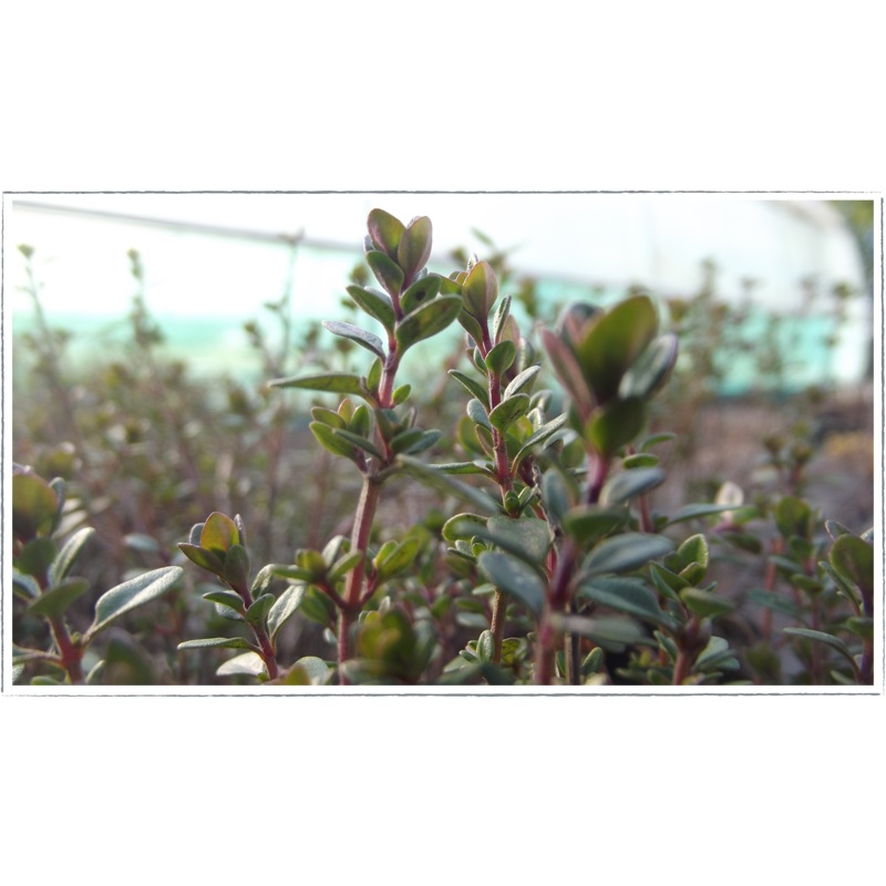 Thyme – lemon|Thymus citriodorus