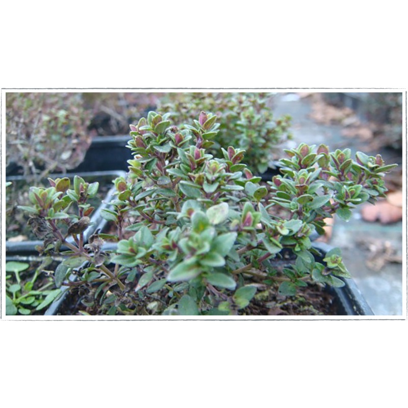 Thyme – lime|Thymus x citriodorus