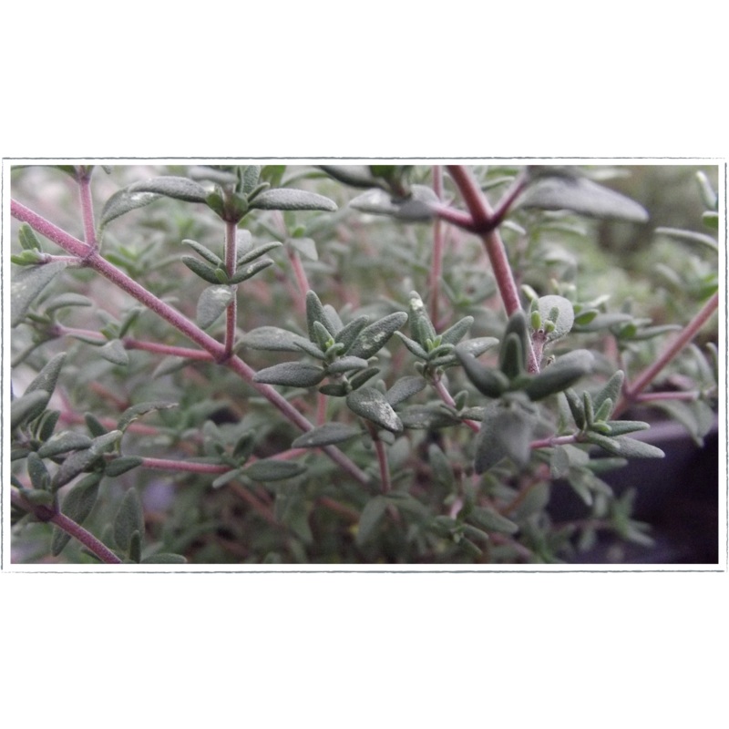Thyme – orange|Thymus fragrantissimus