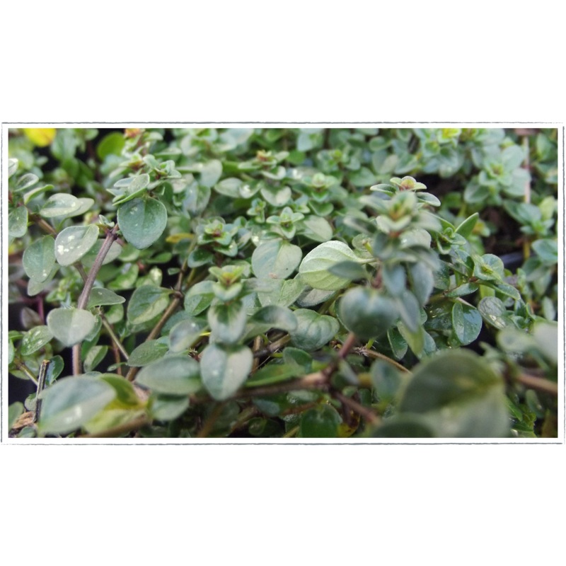 Thyme – tabor|Thymus pulegioides