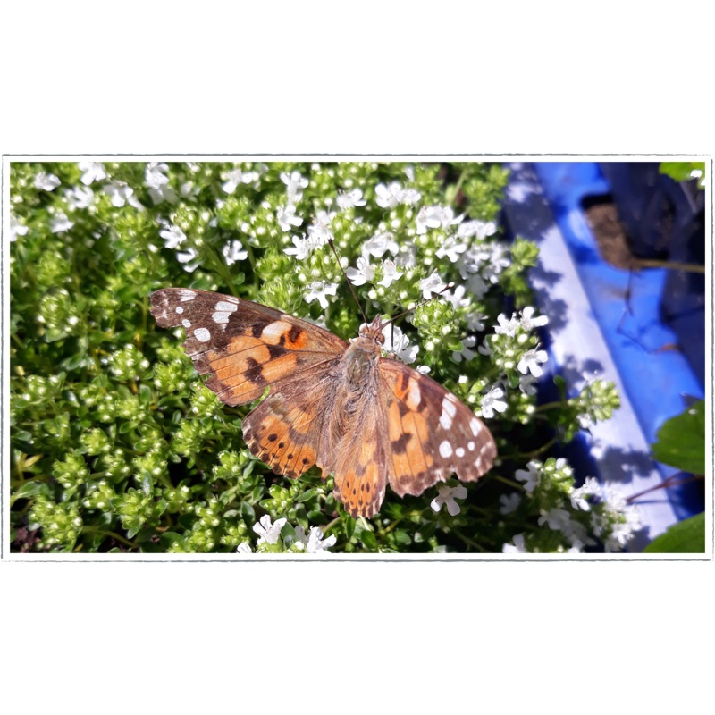 Thyme – white|Thymus serphyllum albus