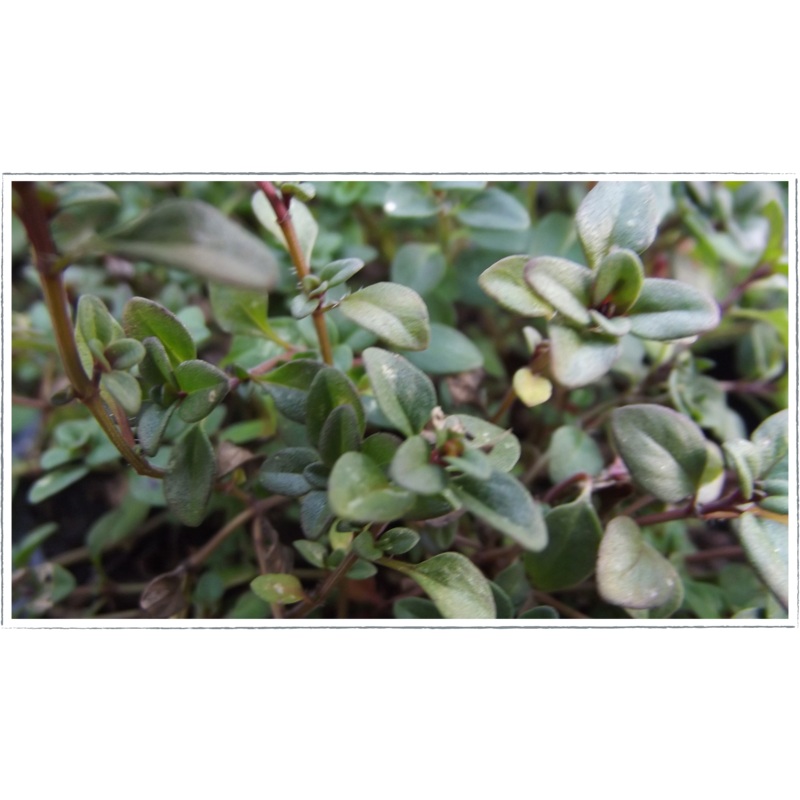 Thyme – wild creeping|Thymus serphyllum