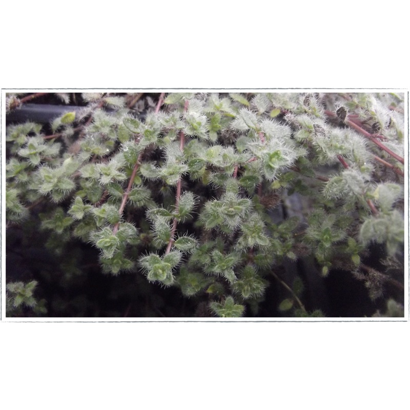 Thyme – woolly|Thymus lanuginosus