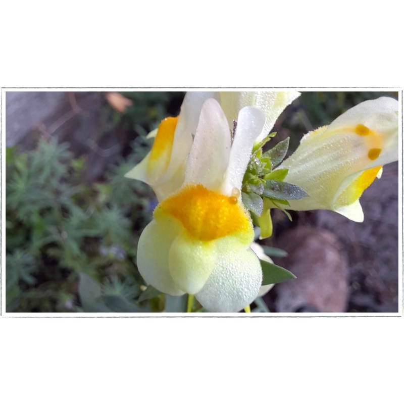 Toadflax|Linaria vulgaris
