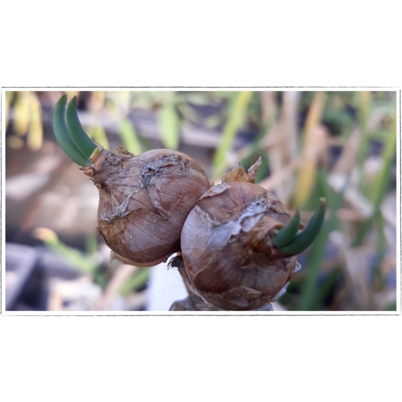 Tree Onion|Allium x proliferum
