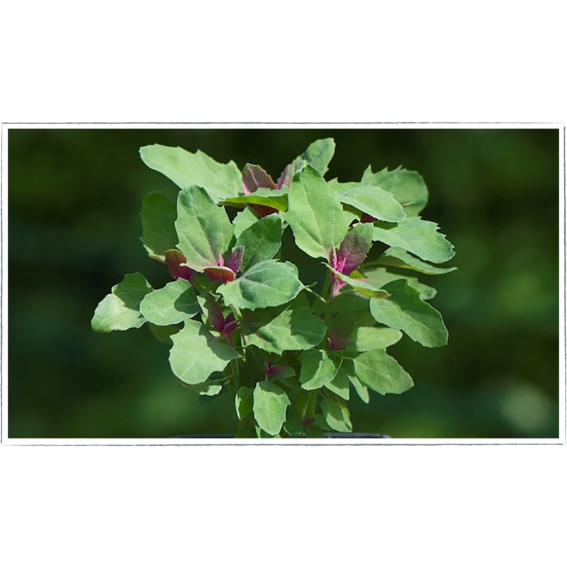 Tree spinach|Chenopodium giganteum