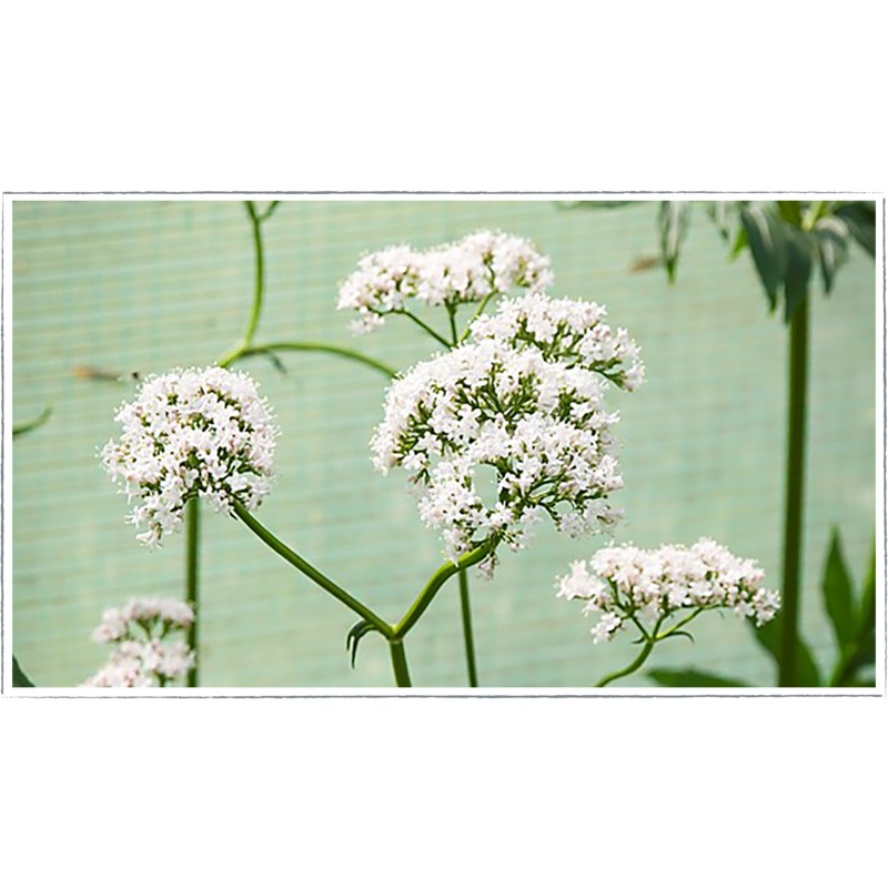 Valerian|Valeriana officinalis