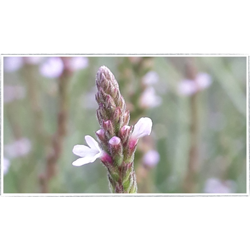 Vervain|Verbena officinalis