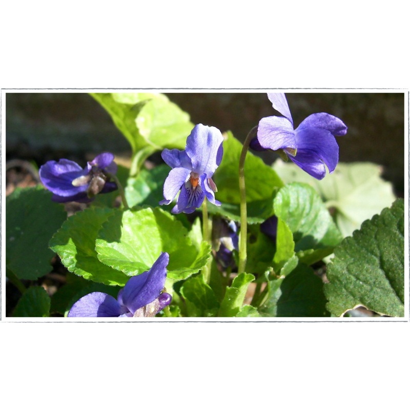 Violet – sweet|Viola odorata