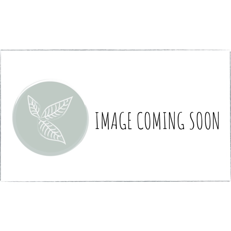 Wasabina mustard|Brassica junacea