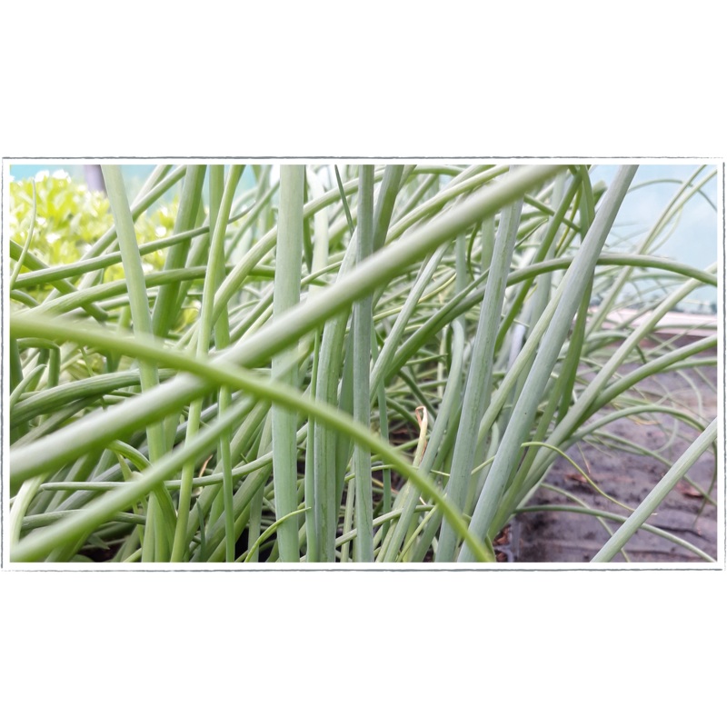 Welsh onion|Allium fistulosum