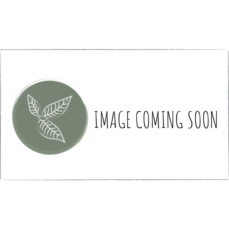 Winter Squash|Cucurbita maxima