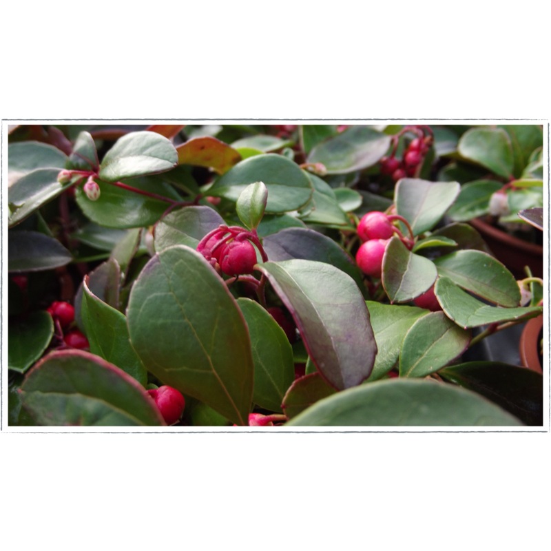 Wintergreen|Gaultheria procumbens