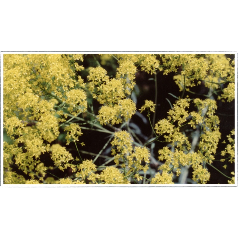 Woad|Isatis tinctoria