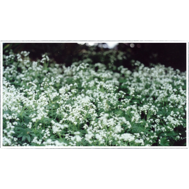 Woodruff – sweet|Galium odoratum