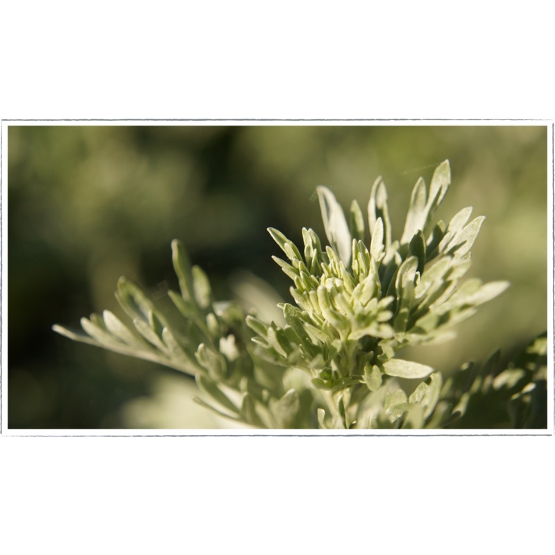 Wormwood|Artemisia absinthium