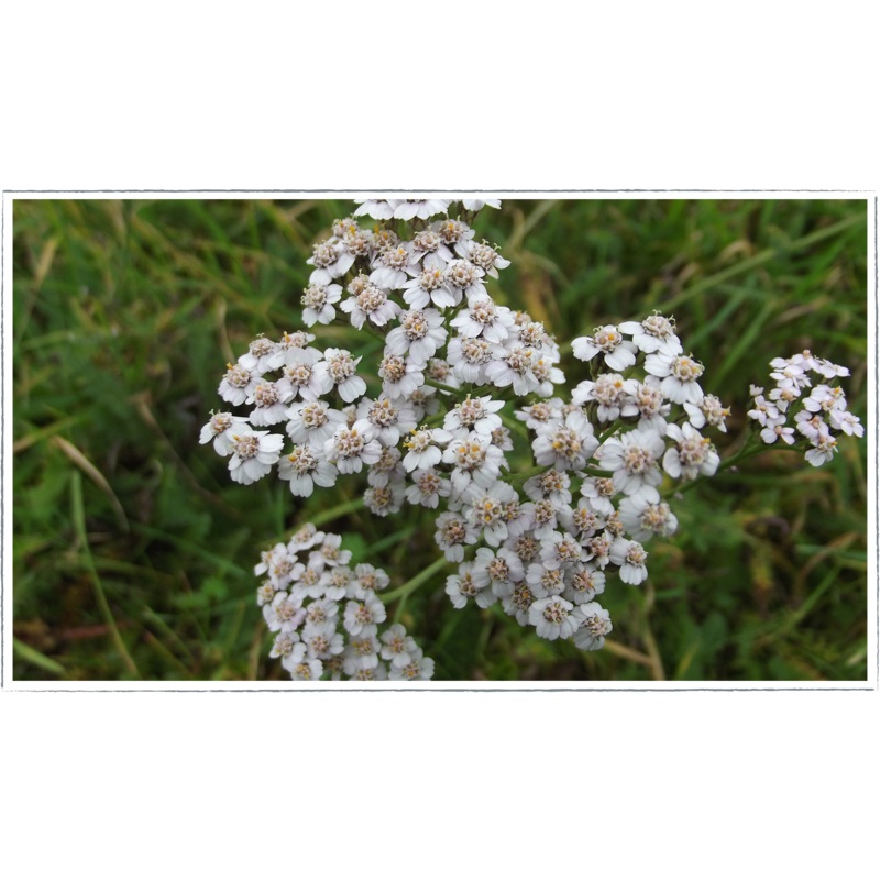 Yarrow|Achillea millefolium