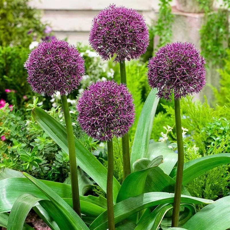 Allium Ostara 2L