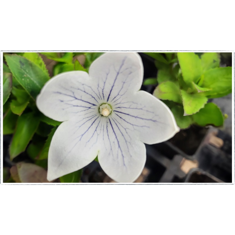 Balloon Flower – White|Platycodon grandiflorus