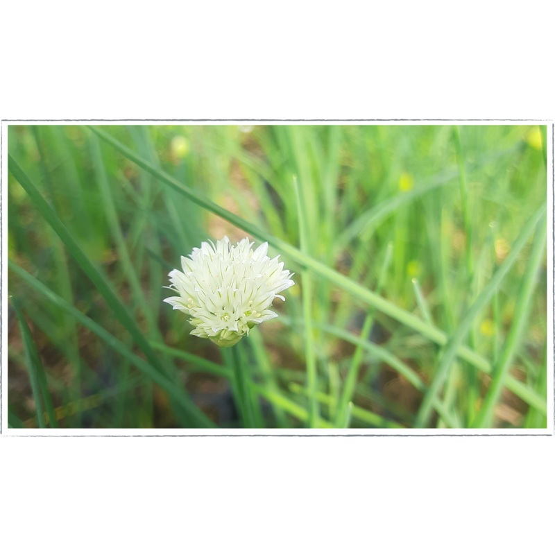 Chives – white|Allium schoenoprasum