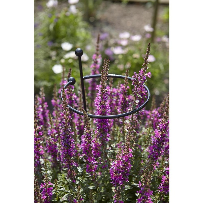 Cottage Garden Single Stem- Small