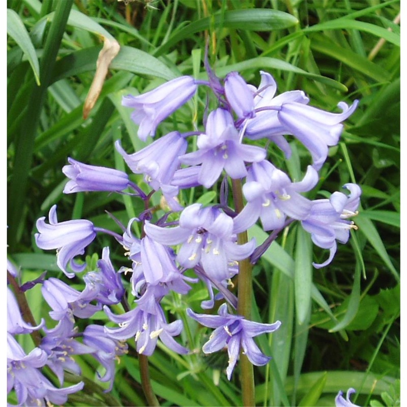 English Bluebells 1L