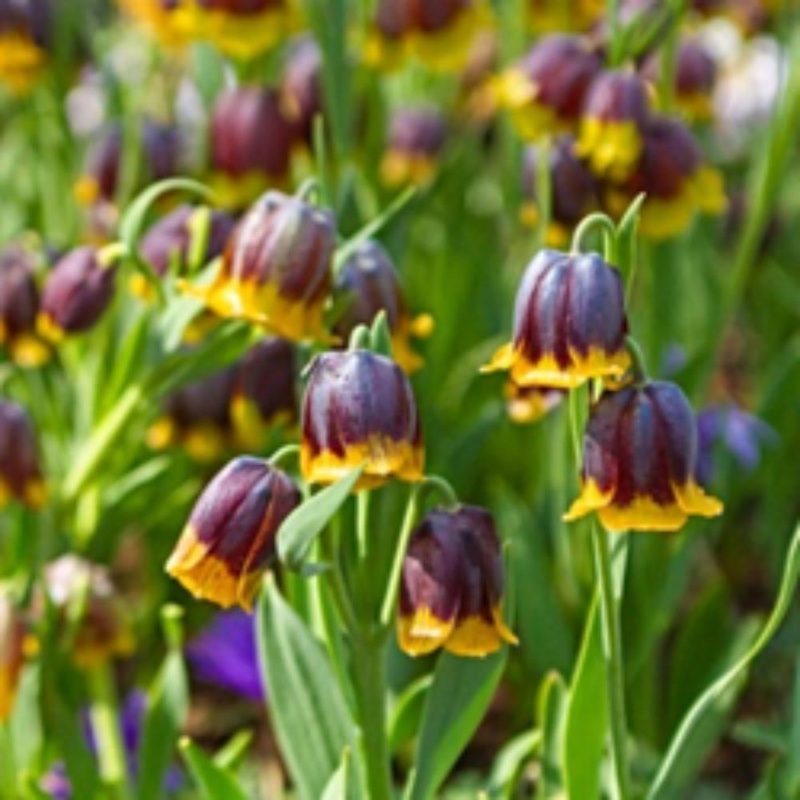 Fritillaria Michailovskyi 1L
