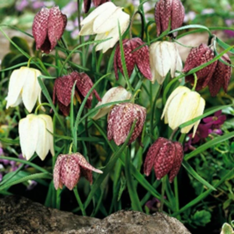 Fritillary Snakes Head 1L