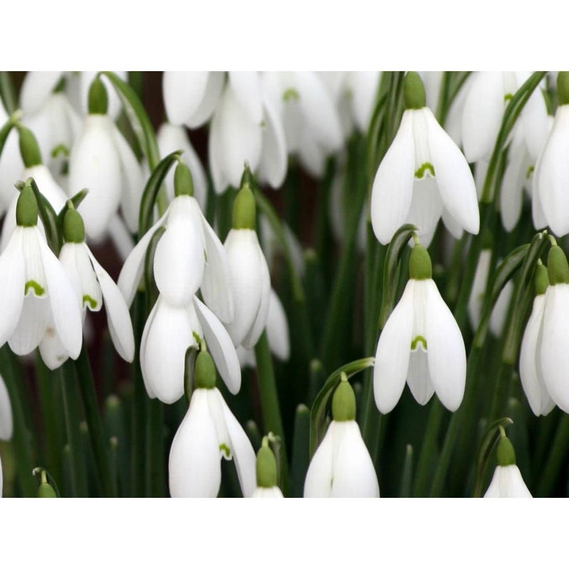 Galanthus Elwesii 9cm