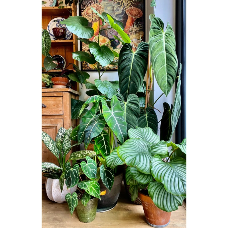 Happy Houseplant eGift Card|20.00|30.00|40.00|50.00|60.00|70.00|80.00|90.00|100.00|200.00|300.00
