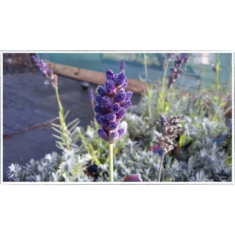 Lavender Bee Zee blue|Lavendula angustifolia