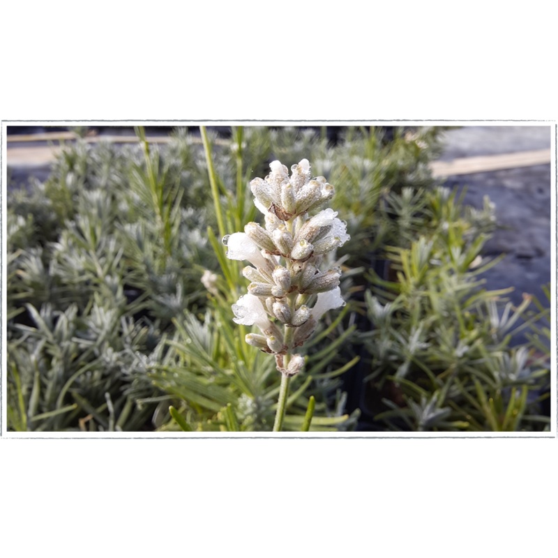 Lavender Bee Zee white|Lavendula angustifolia