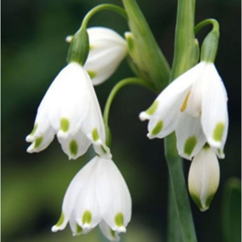 Leucojum Aestivum Gravetye Gia