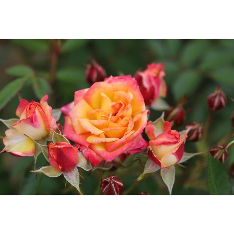 Little Sunset Rose  3L