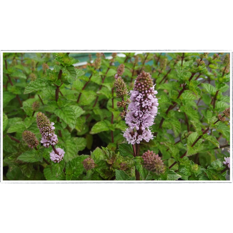 Mint – blackcurrant