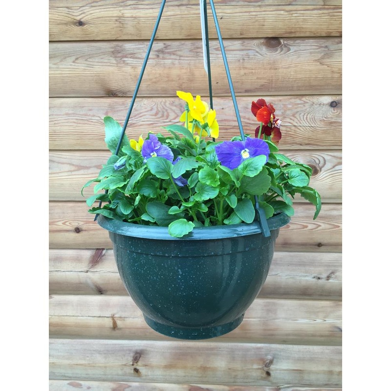 Pansy 27cm Hanging Basket