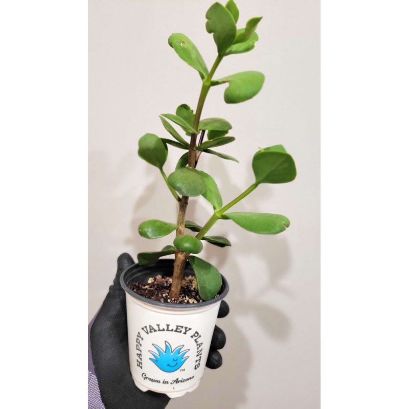 Portulacaria a. f. macrophylla – Giant Elephant’s Food