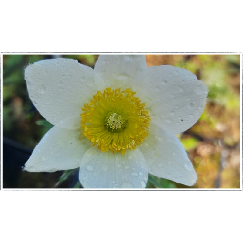 Pulsatilla – white|Pulsatilla vulgaris ‘alba’